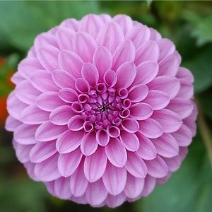 Meet your Posher, Carolyn